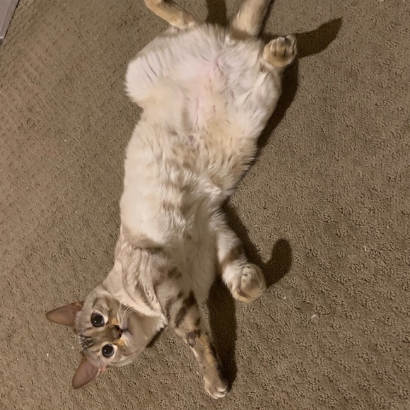 Meet your Posher, Cyndi - Picture 4 of 4